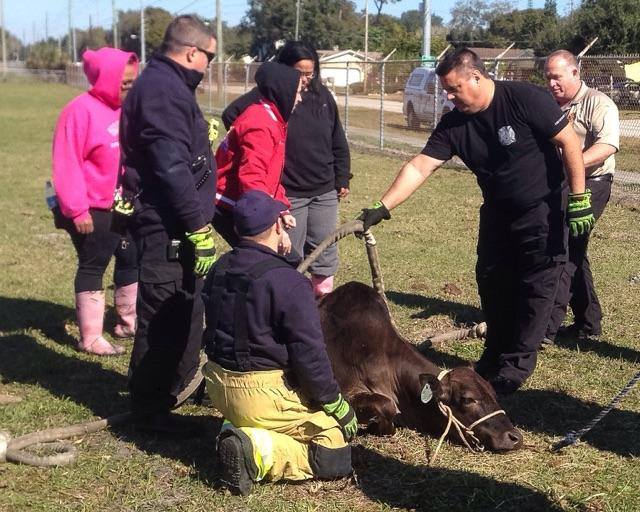 Firefighter & cow